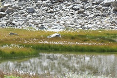 Eriophorum