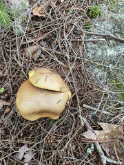 Suillus weaverae