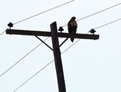 Geranoaetus melanoleucus