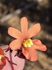 Nemesia versicolor