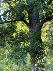 Quercus bicolor