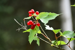 Viburnum edule
