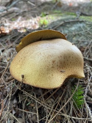 Suillus weaverae