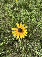 Rudbeckia fulgida