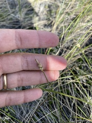 Carex filifolia