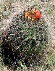 Ferocactus wislizeni