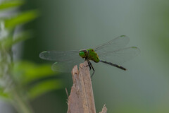 Erythemis vesiculosa