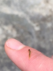 Aedes vexans