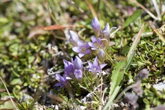 Gentianella