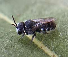 Megachilidae