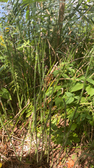 Equisetum hyemale