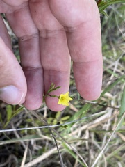 Linum sulcatum