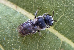 Megachilidae