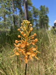 Platanthera ciliaris