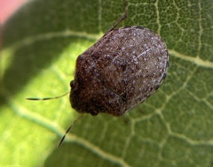 Pachycorinae