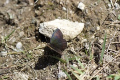 Erebia