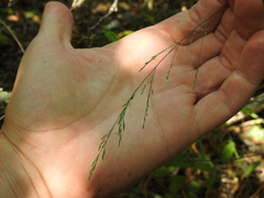 Poa nemoralis