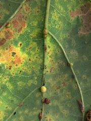 Neuroterus anthracinus