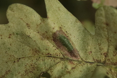 Tischeria ekebladella