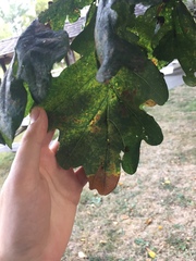 Neuroterus anthracinus