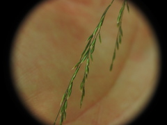 Poa nemoralis