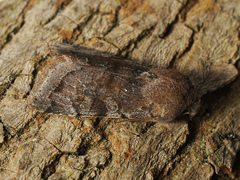 Orthosia incerta
