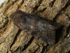 Orthosia incerta