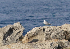 Ichthyaetus audouinii