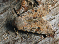 Orthosia incerta