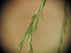 Poa nemoralis