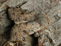Orthosia incerta