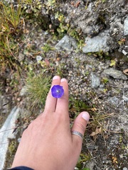 Campanula scheuchzeri