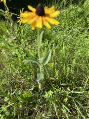 Rudbeckia fulgida