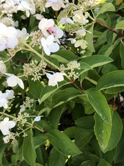 Hydrangea paniculata