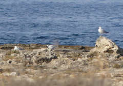 Ichthyaetus audouinii