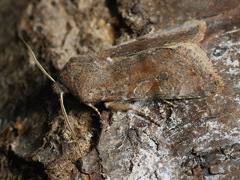 Orthosia incerta
