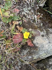 Geum montanum