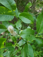 Salix sitchensis