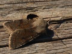 Orthosia incerta