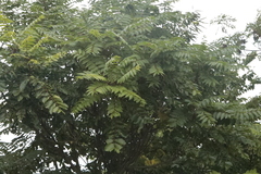 Koelreuteria paniculata