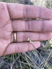 Carex filifolia