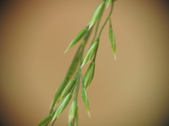 Poa nemoralis