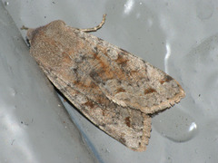 Orthosia incerta