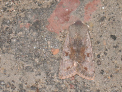 Orthosia incerta