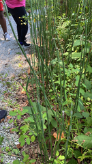 Equisetum hyemale