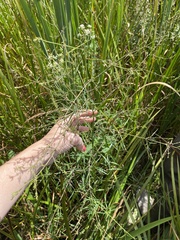 Panicum virgatum
