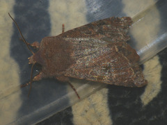 Orthosia incerta