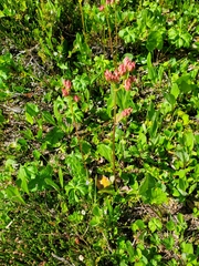 Leptarrhena pyrolifolia