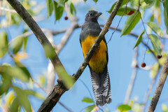 Trogon viridis