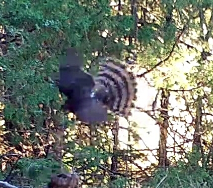 Cooper's Hawk photographed in Nebraska